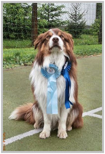 border collie speedy dream